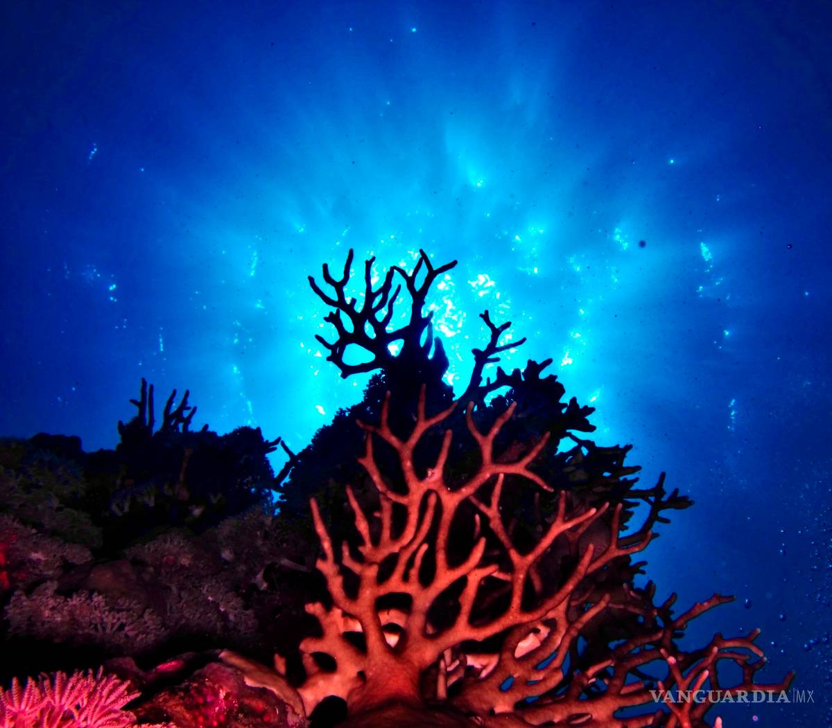 $!Proteus, la versión submarina de la Estación Espacial Internacional en el mar Caribe