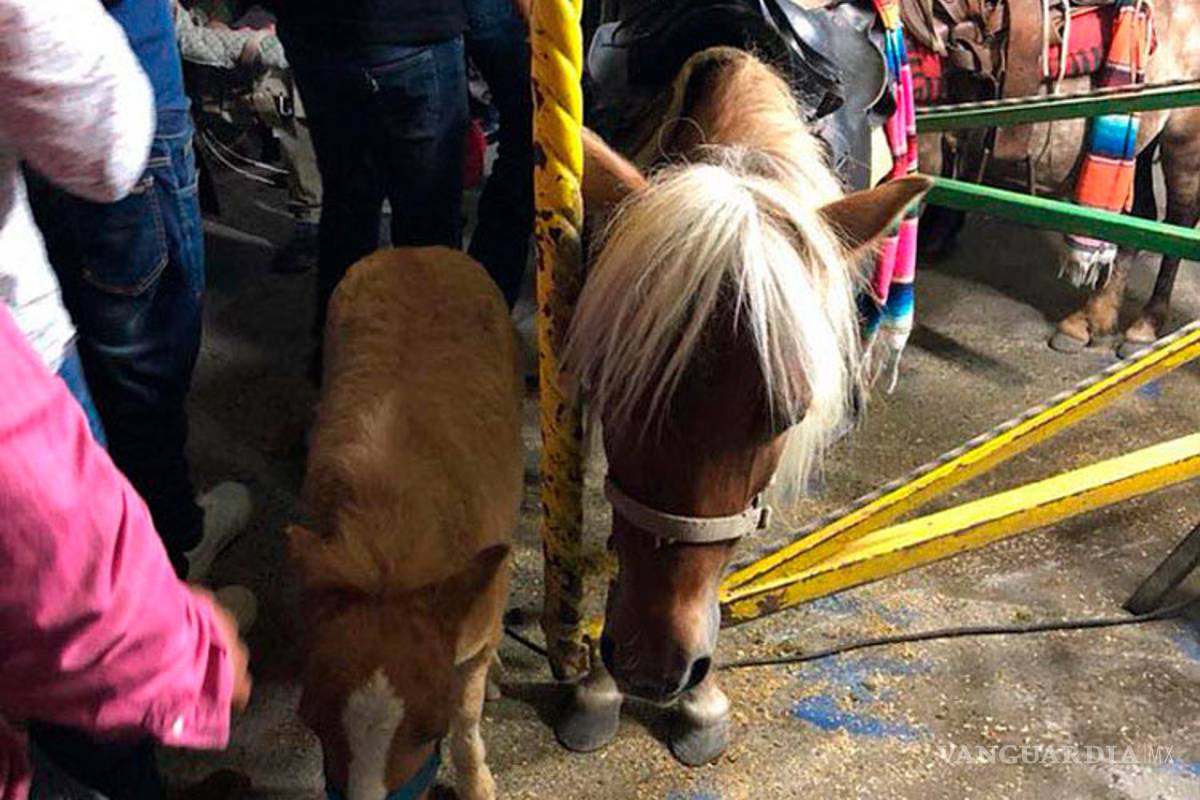 Investigan presunto maltrato animal en Feria de San Buena