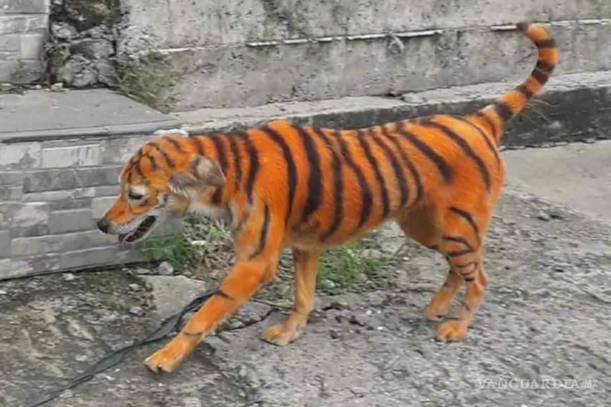 Pintan perrito callejero como tigre, usuarios denuncian maltrato animal