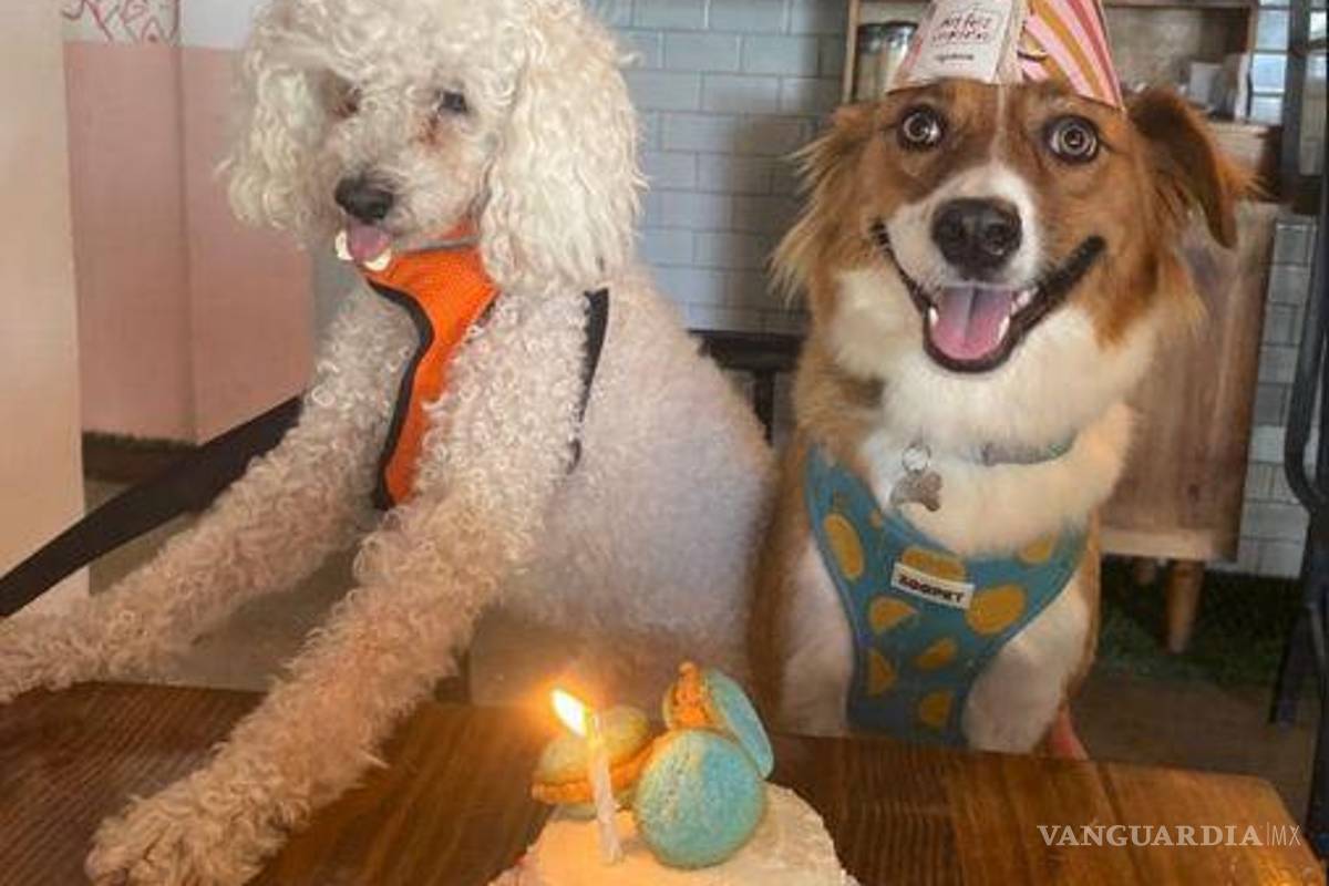 De las calles a celebrar su cumpleaños en un restaurante; familia de Torreón festeja a su perrita ‘Nena’: ‘es de la familia’