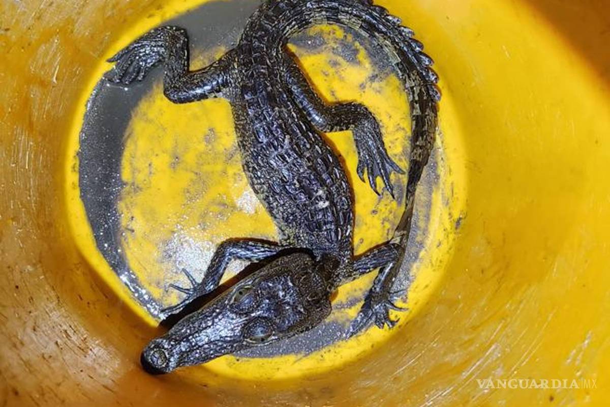 Lo detienen en posesión de drogas, un rifle, una tortuga y un caimán, en Nuevo León