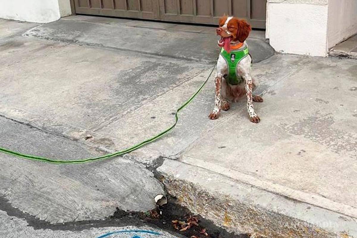 $!Según la Agsal, “Manchas” recorre diariamente 4.8 kilómetros buscando fugas de agua.