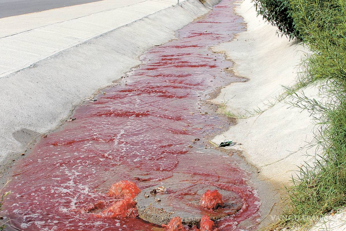 Emanan sangre y vísceras del Rastro Municipal de Saltillo; ya fue clausurada el área