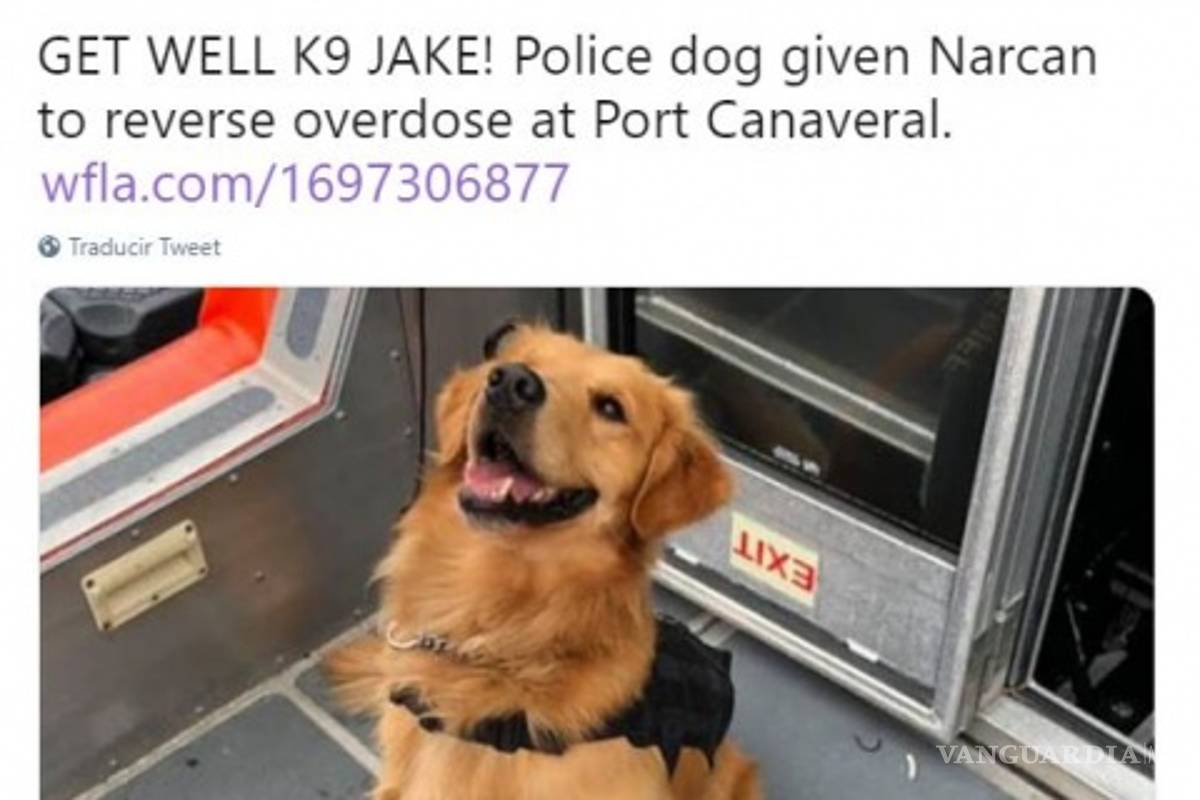 $!Perro policía sufre sobredosis tras detectar drogas