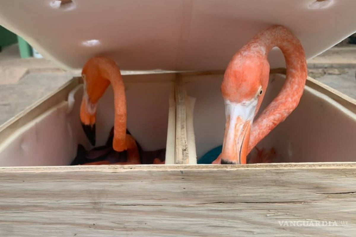 Rescatan a flamencos de cajas de madera en Aeropuerto de Mérida; deshidratados y con alas cortadas