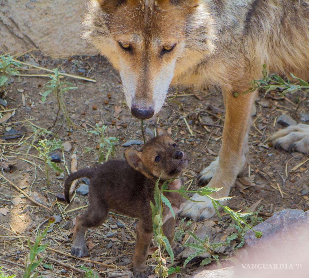 $!La madre animal enseña a buscar alimento, aprender lo que es comestible y a fabricar herramientas.