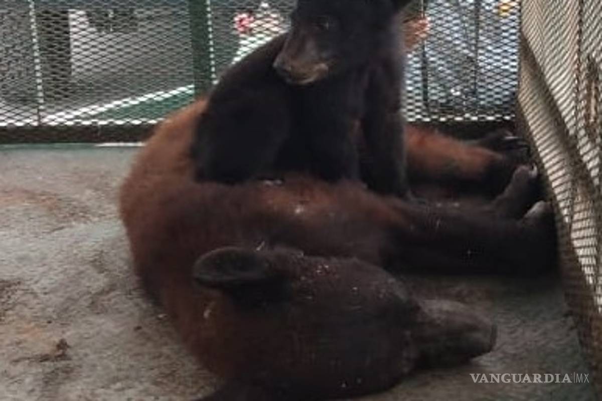 Trasladan a osa y osezno al Rancho Tío Tacho para llevarlos a su hábitat natural en Zaragoza