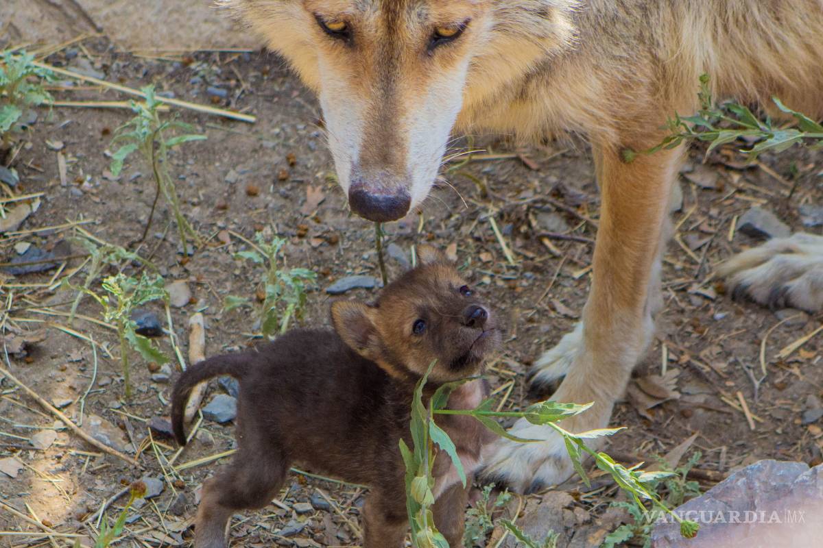 Museo del Desierto de Saltillo, ideal para la reproducción del lobo gris mexicano