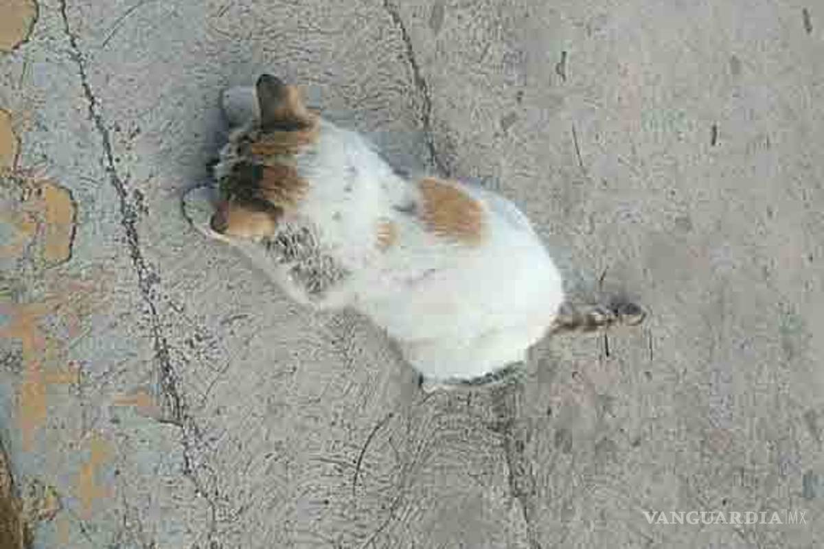 Jóvenes del Tec Saltillo se solidarizan con pequeña gatita maltratada