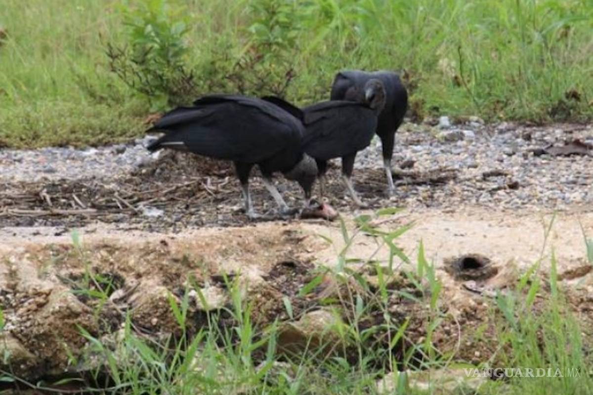 $!Pemex causa grave daño ambiental en Veracruz, derrame mata animales y obliga a evacuar