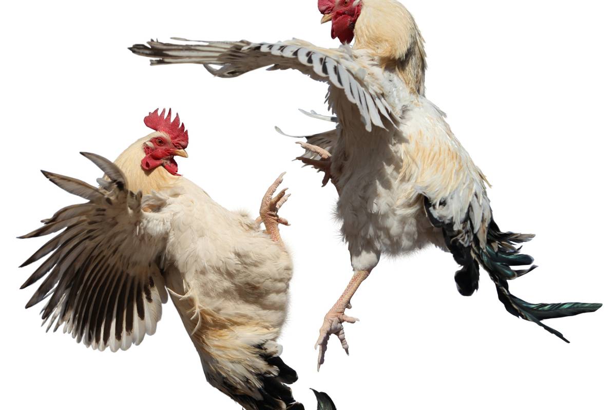 Prohibir pelea de gallos en Coahuila dejaría sin trabajo a 300 mil personas, dicen galleros