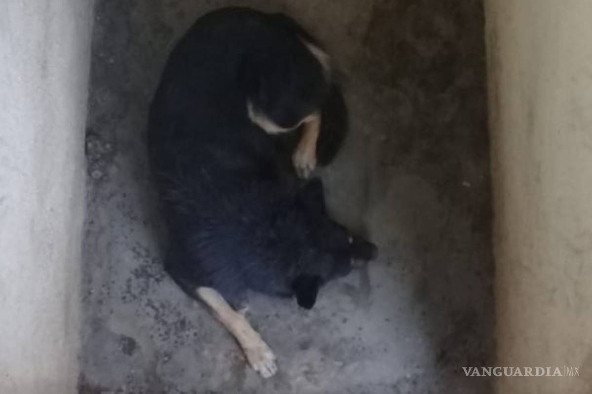 $!Perros callejeros muerden a dos niños en Monclova