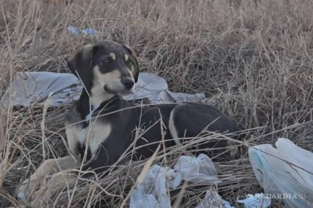 Perros domesticados caminan miles de kilómetros hasta la frontera de México con EU para ser abandonados por los migrantes