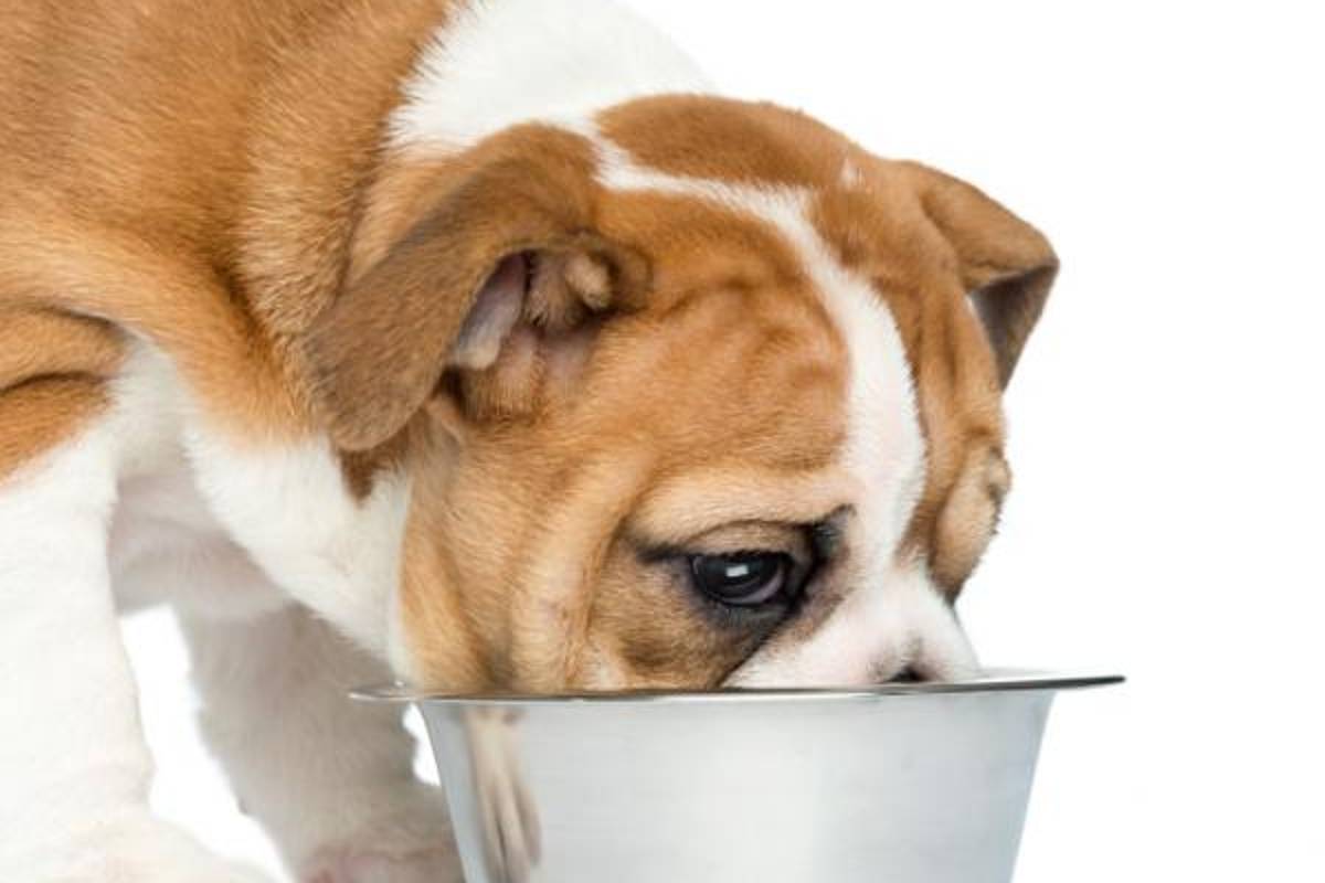 Comida casera para perros