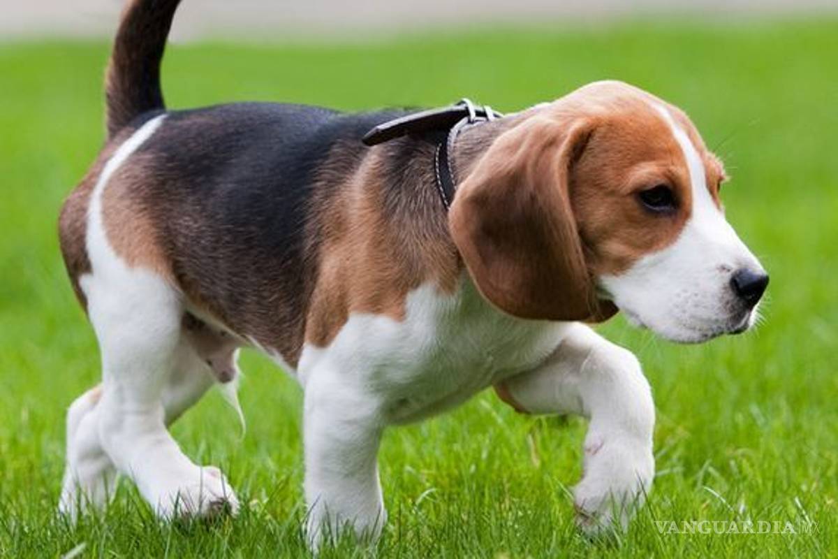 Los perros son capaces de olfatear el cáncer de pulmón a través de sus narices super sensibles, de acuerdo a estudio