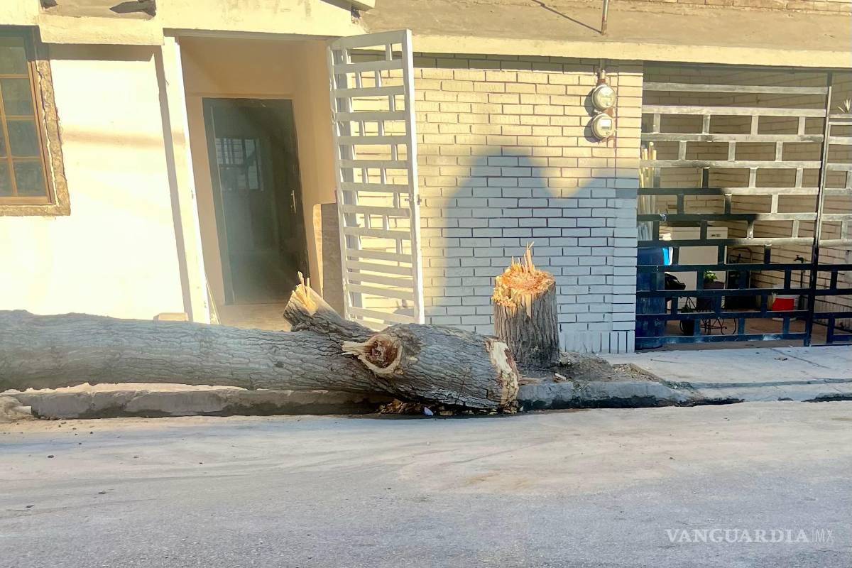 Por tala de árboles en el V. Carranza de Saltillo, MaxiHome se encargará de plaza pública