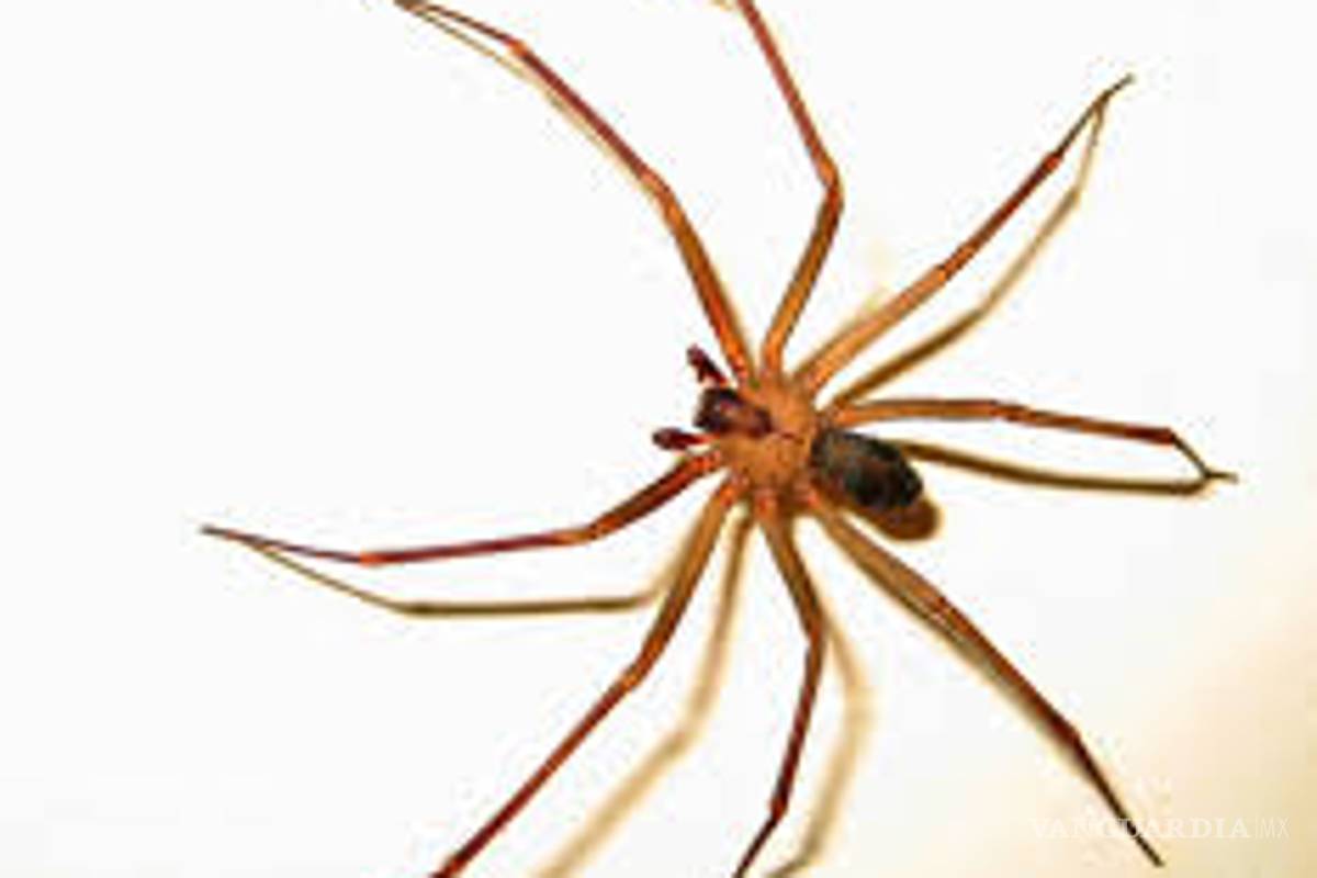 Descarta Coahuila emitir alerta por araña violinista