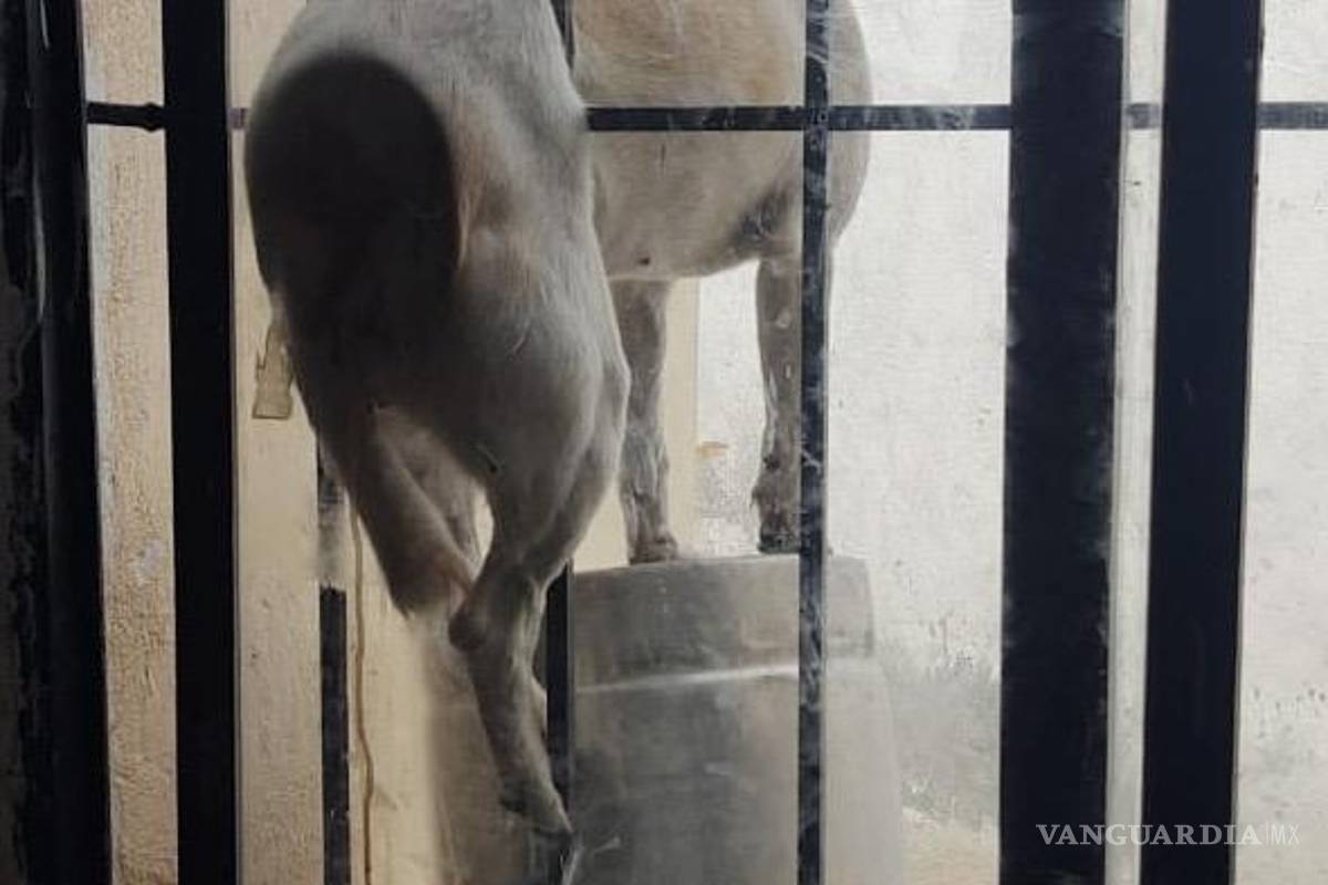 ¿‘Tas bien amix? Rescatan a perrita atorada en Saltillo