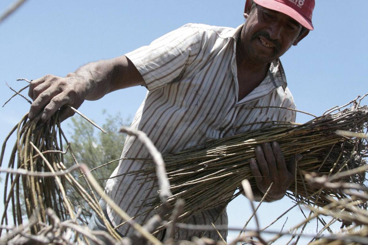 Apoyo a productores de cera de candelilla; emprende la UAdeC ambicioso proyecto