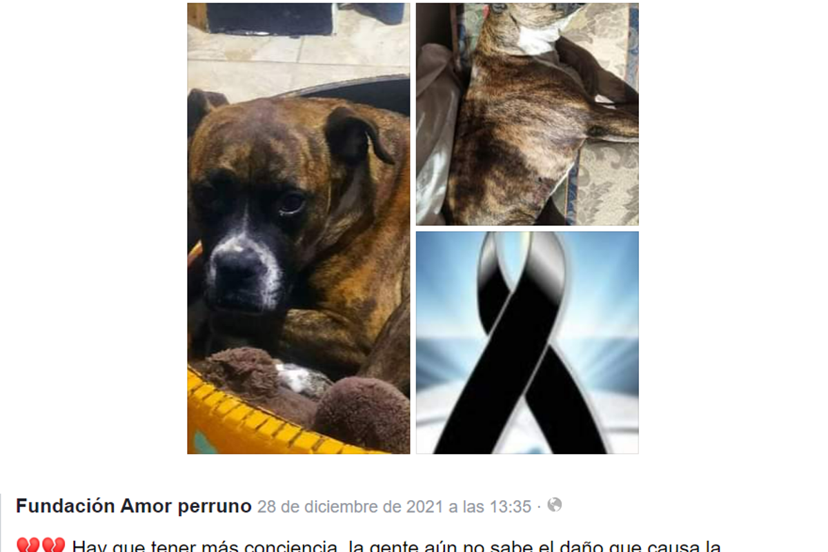 Saltillo: 19 mascotas siguen perdidas tras salir de sus casas por pirotecnia en fiestas decembrinas