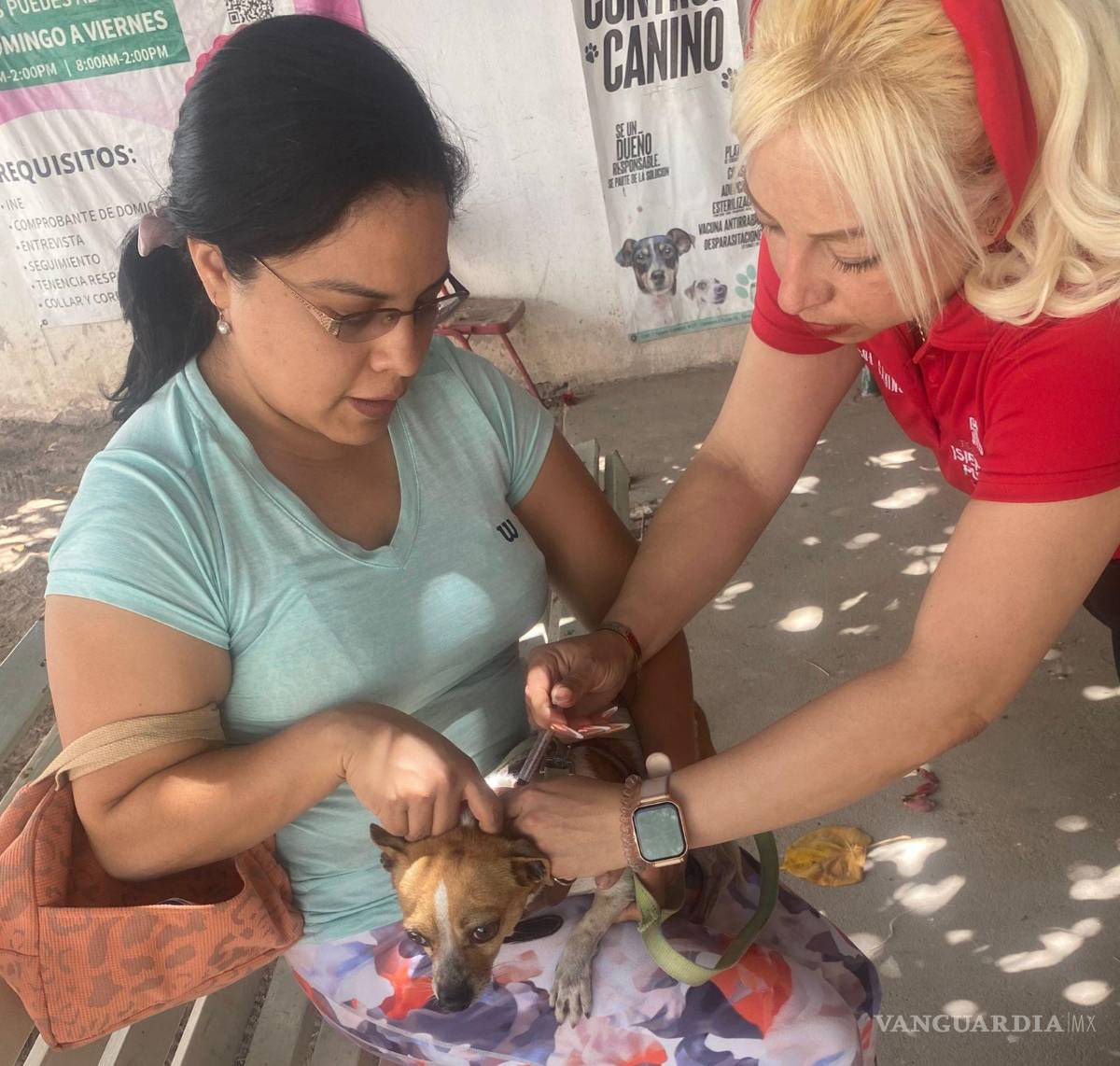 $!Además, el personal municipal aplica desparasitación a mascotas durante la campaña contra la rickettsia en Torreón.