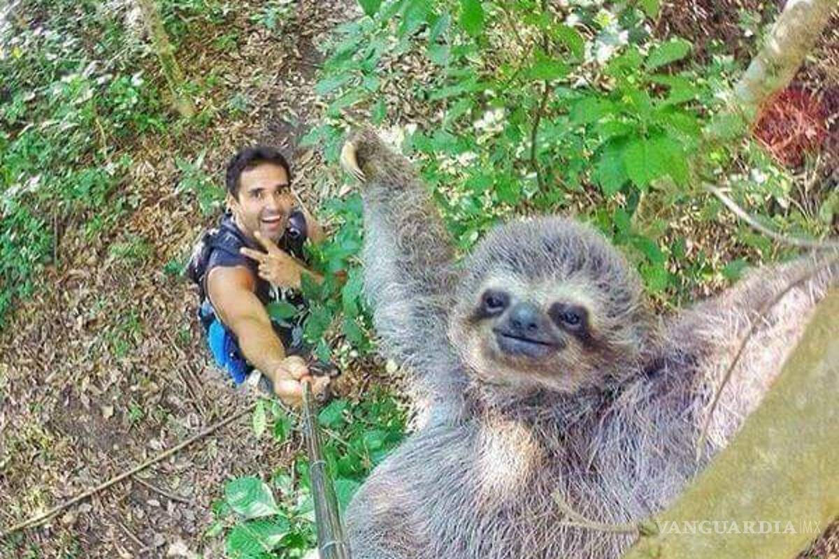 Selfie de turista con perezoso cautiva el internet