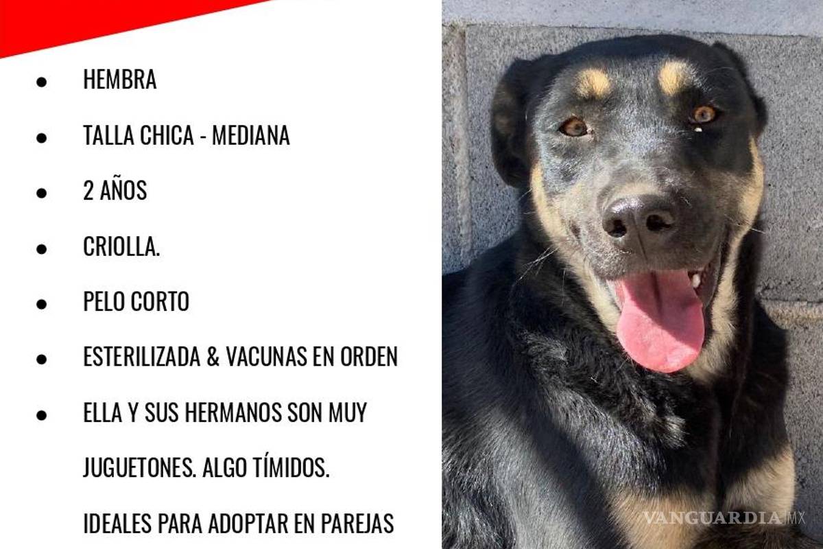 Lecciones de la manada