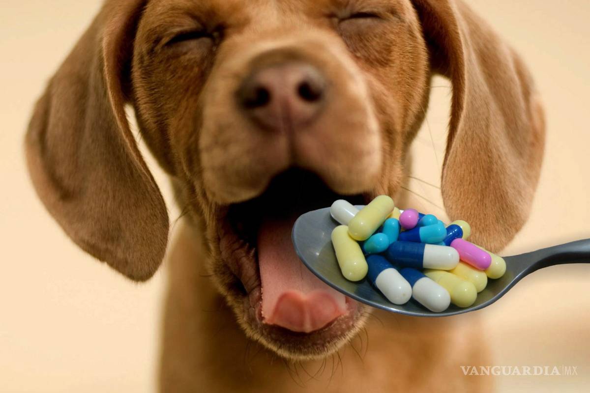 Automedicar a tu mascota: una práctica peligrosa