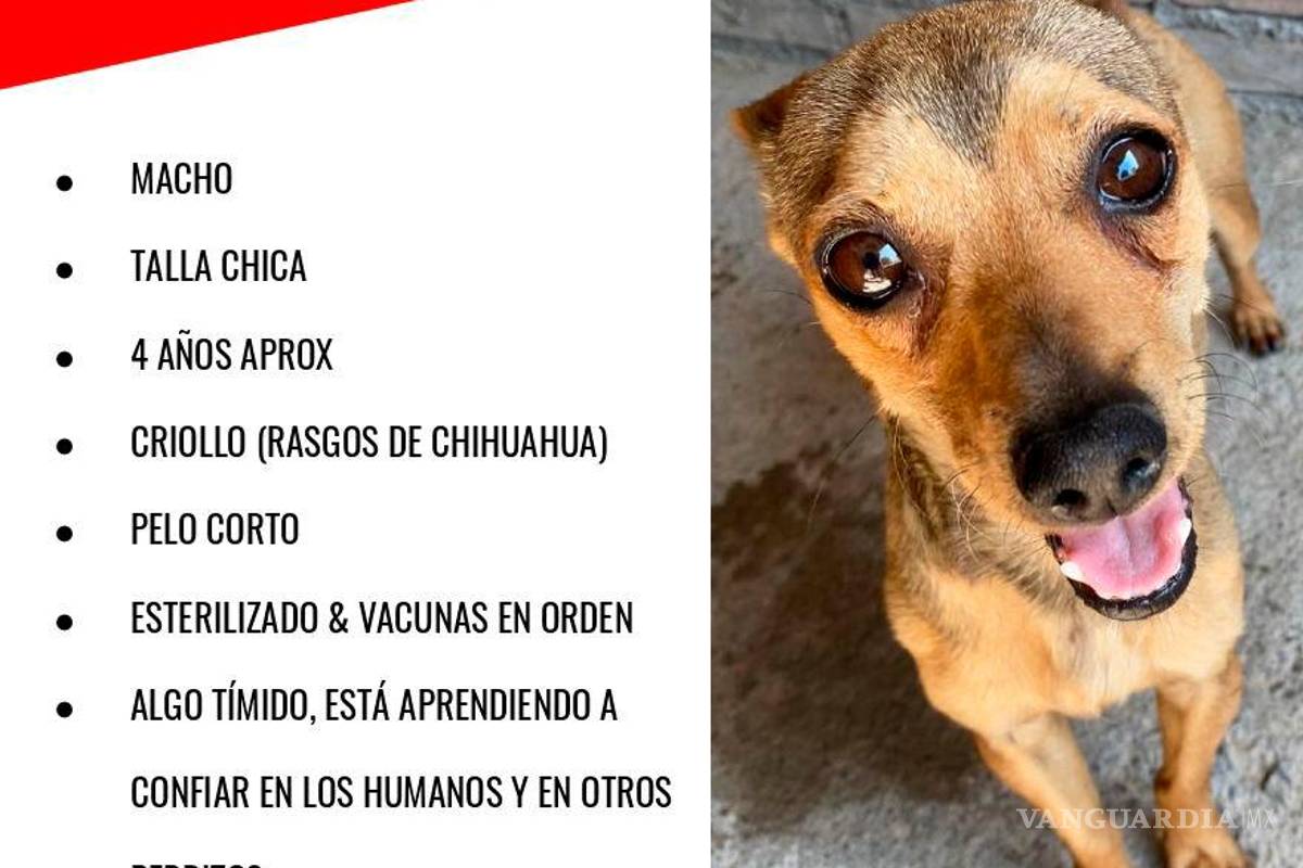 $!Wilson al igual que otros pelitos de Brigada Rescate Saltillo, está en busca de un hogar lleno de amor y cuidados.
