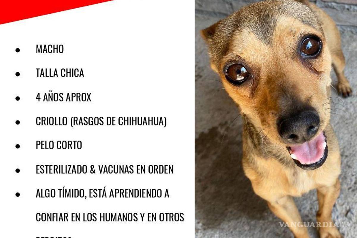 $!Wilson al igual que otros pelitos de Brigada Rescate Saltillo, está en busca de un hogar lleno de amor y cuidados.