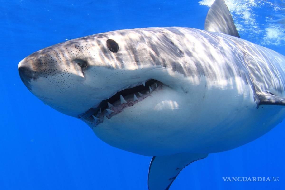 $!En México los tiburones valen más vivos que muertos