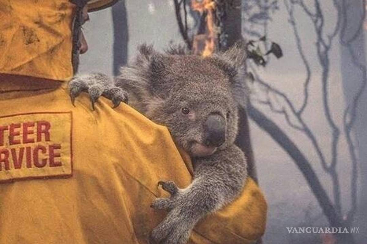 La mitad de koalas sanos en Australia ya han muerto, por mega incendio