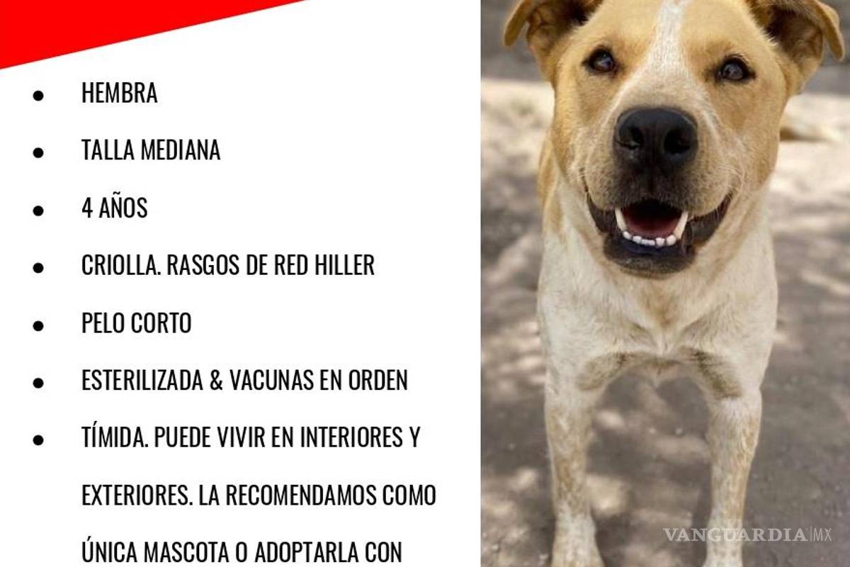 Cupido en cuatro patas