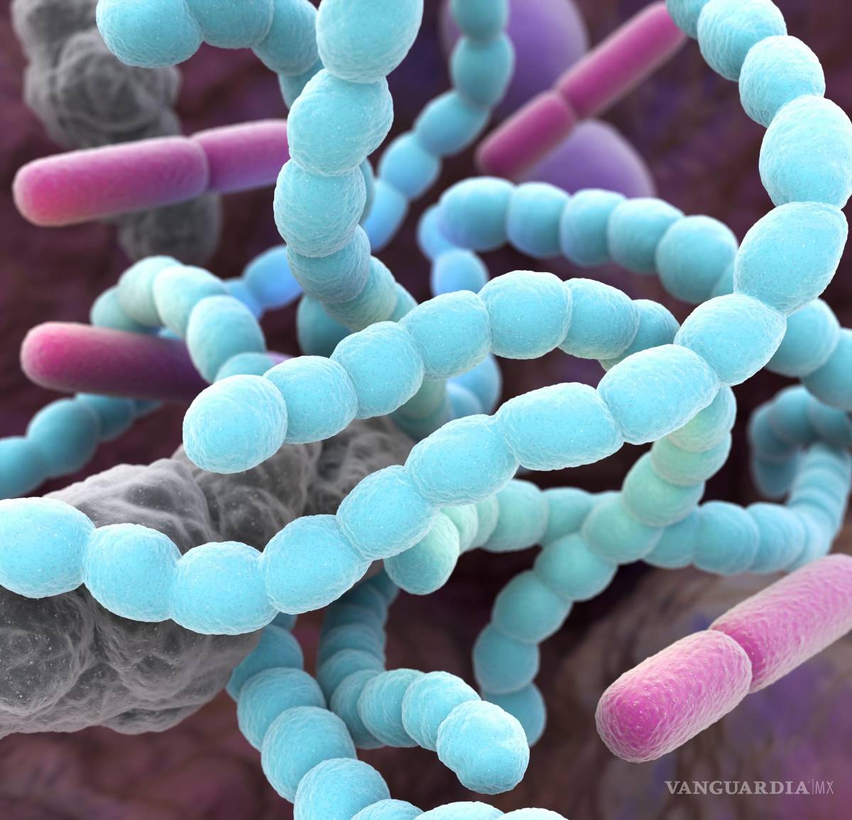 $!Imagen representativa de la microbiota intestinal.