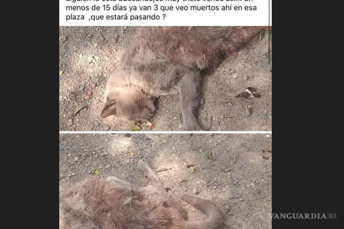 $!De acuerdo con los defensores de animales, por la temporada los gatos negros y blancos son robados para hacer sacrificios en rituales.