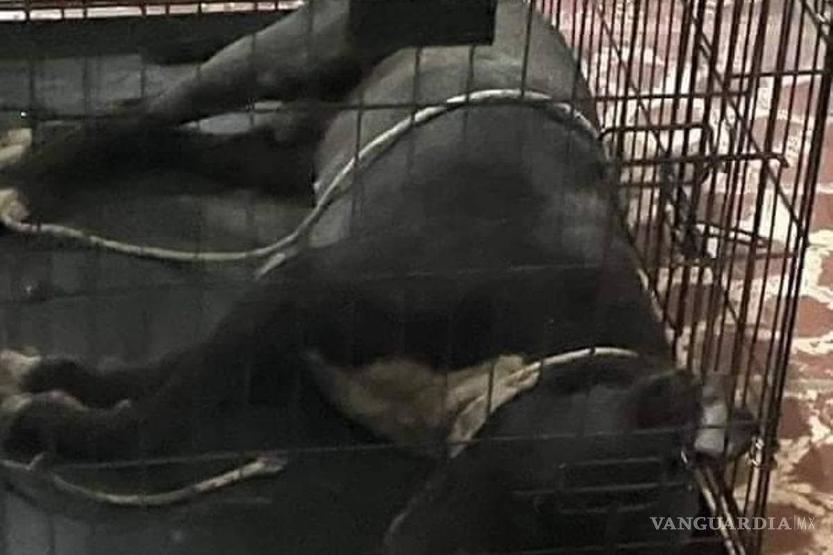 Fiscalía de Coahuila resguarda al perro pitbull que atacó a pareja de ancianos en Torreón