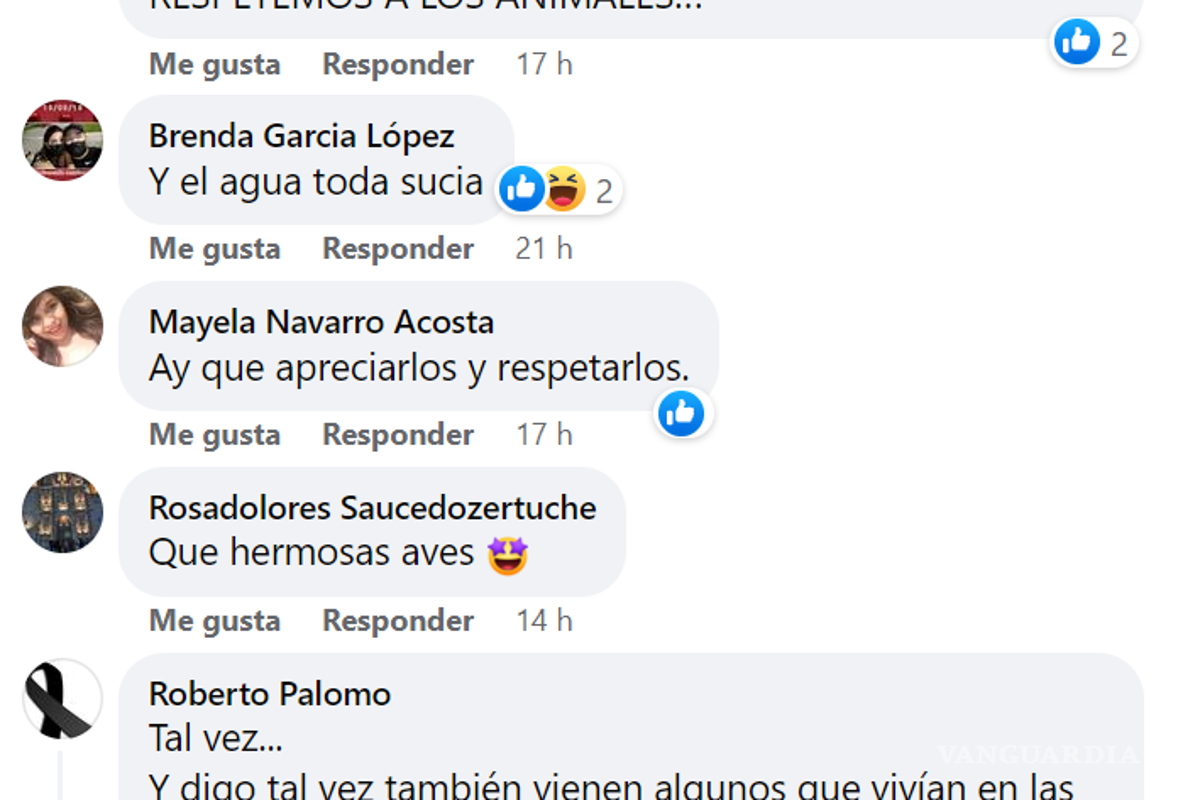 Saltillo: por sequía en NL, pelícanos, gansos y patos silvestres viajan a lago de la Ciudad Deportiva
