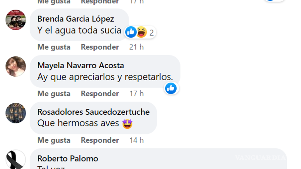 Saltillo: por sequía en NL, pelícanos, gansos y patos silvestres viajan a lago de la Ciudad Deportiva