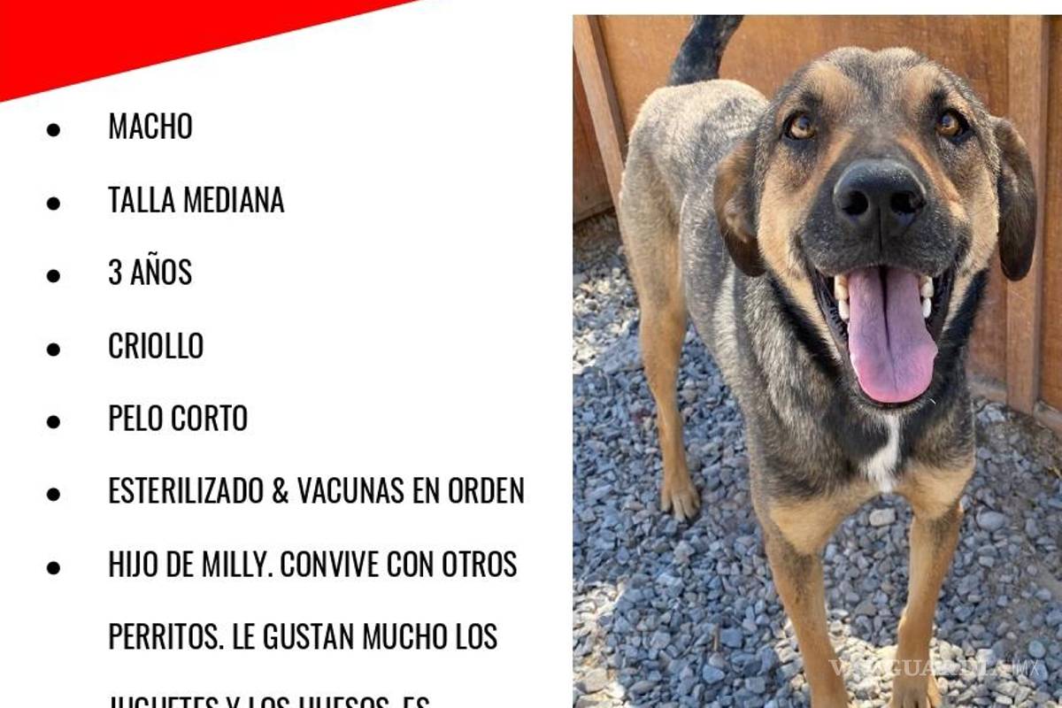 Entre armas y doctrinas