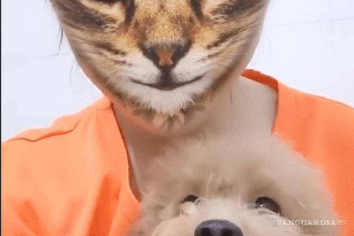 Mascotas se sorprenden al ver a sus amos con filtro de gato