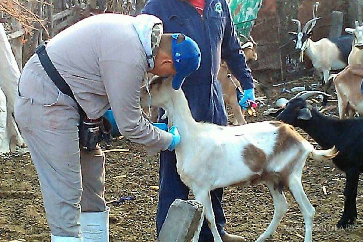 Coahuila combate la brucelosis en beneficio de productores y consumidores