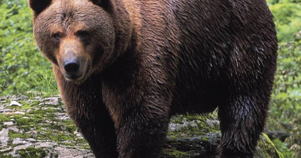 Corredor Oso-Jaguar, que incluye a Coahuila, necesitará una inversión de 23 millones de dólares