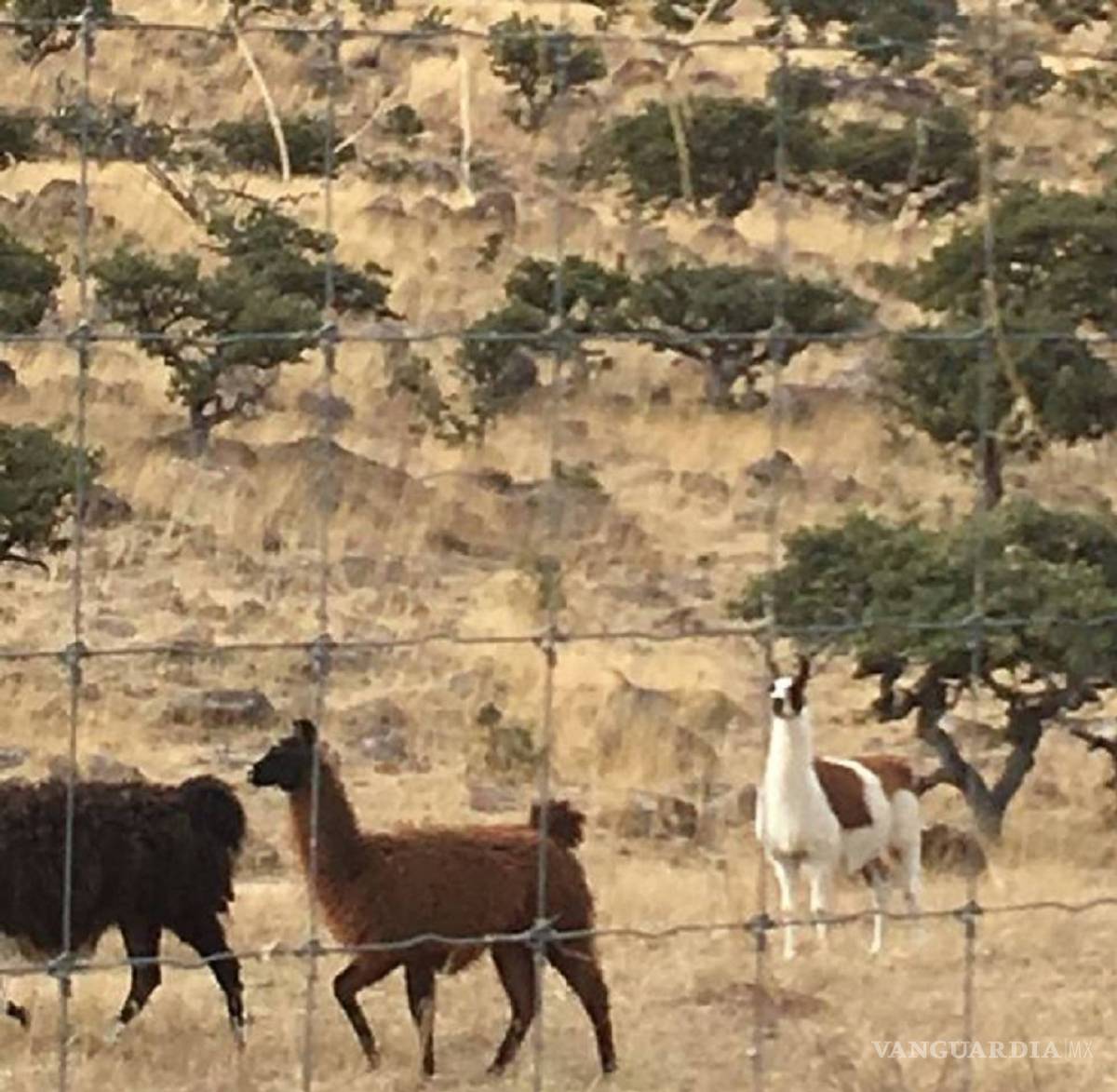 $!Encuentran llamas, bisontes y jabalíes en ranchos incautados a César Duarte