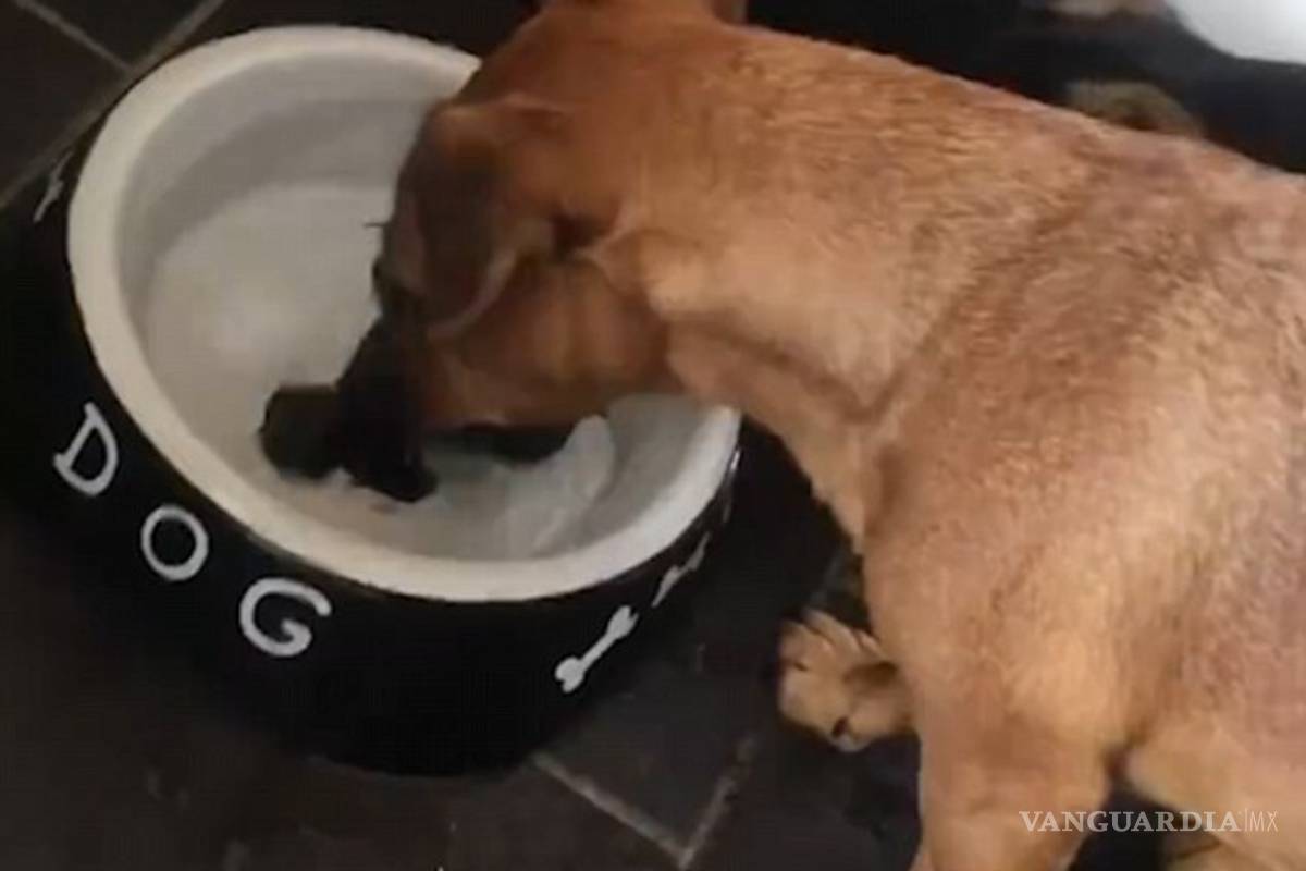 Viral: Así reaccionó un perro al ver un hueso en fondo de su plato