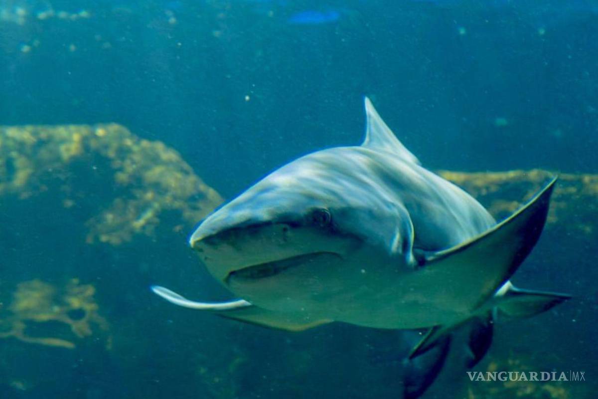 Sealand, el primer acuario interactivo de Monterrey, abre sus puertas este 9 de agosto