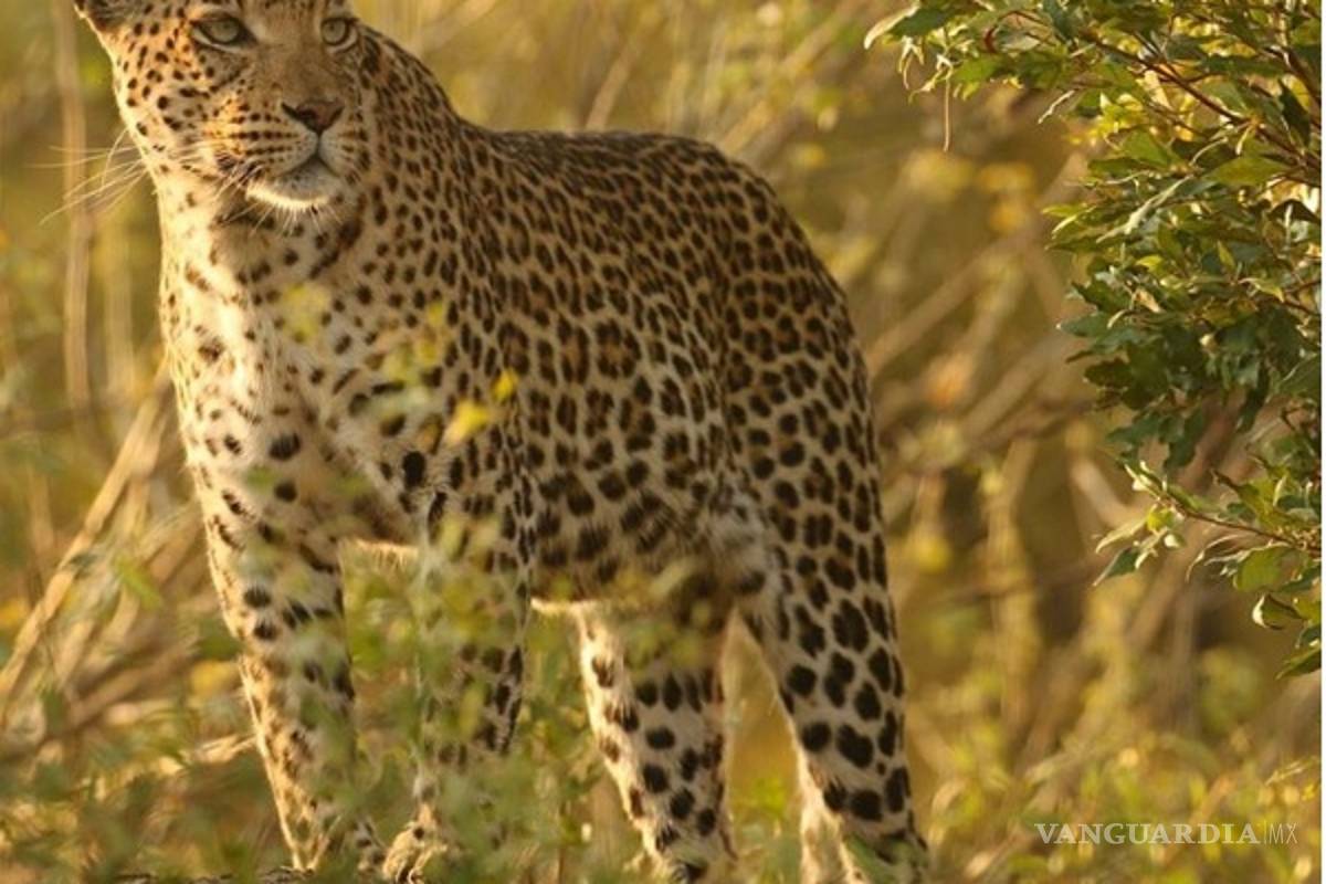 Los fotógrafos de National Geographic están arrasando en Instagram