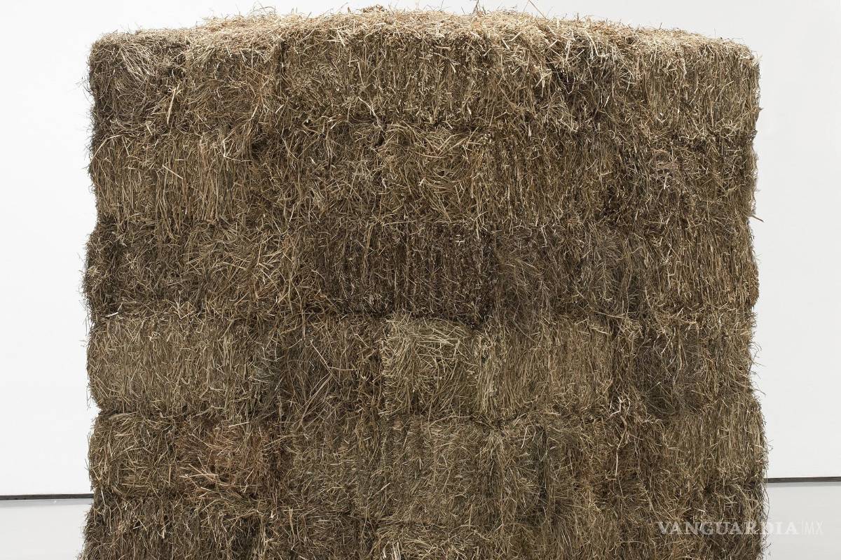 Artistas latinoamericanos expondrán en el MoMA de Nueva York