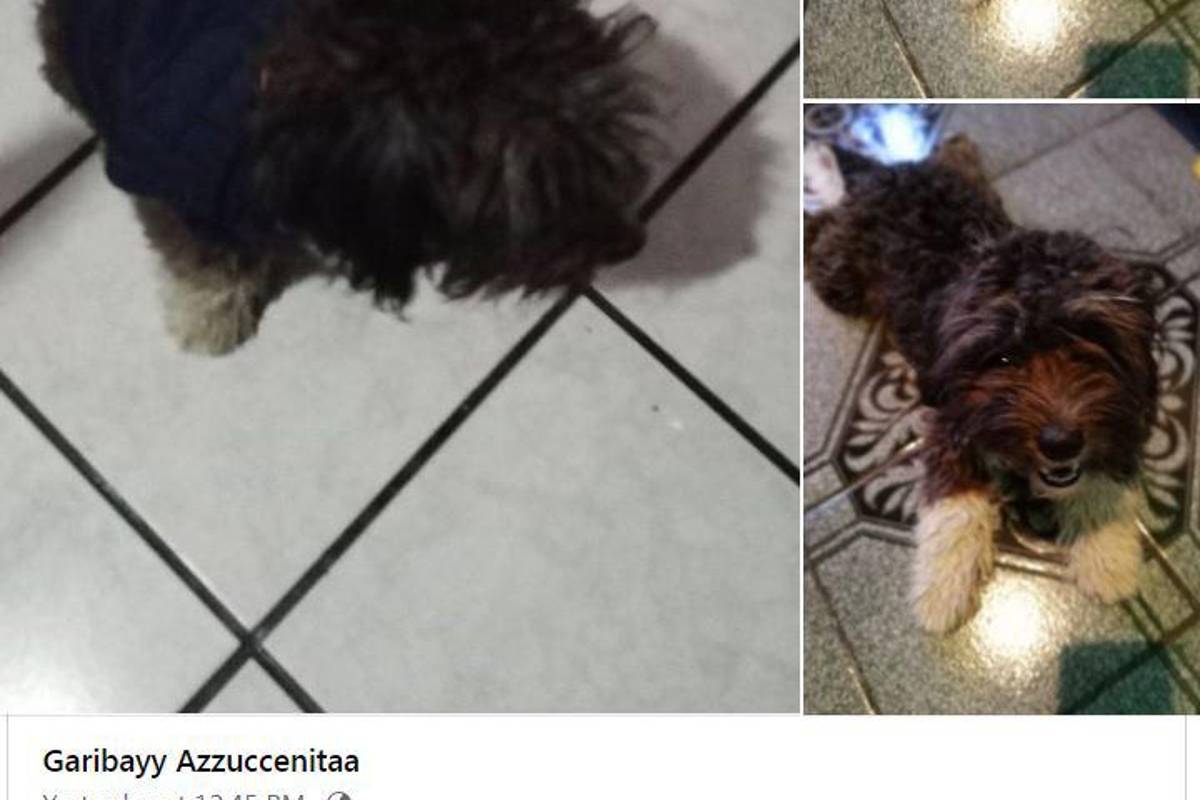 A dos días de Noche Buena continúa búsqueda de cachorros que huyeron por pirotecnia en Saltillo