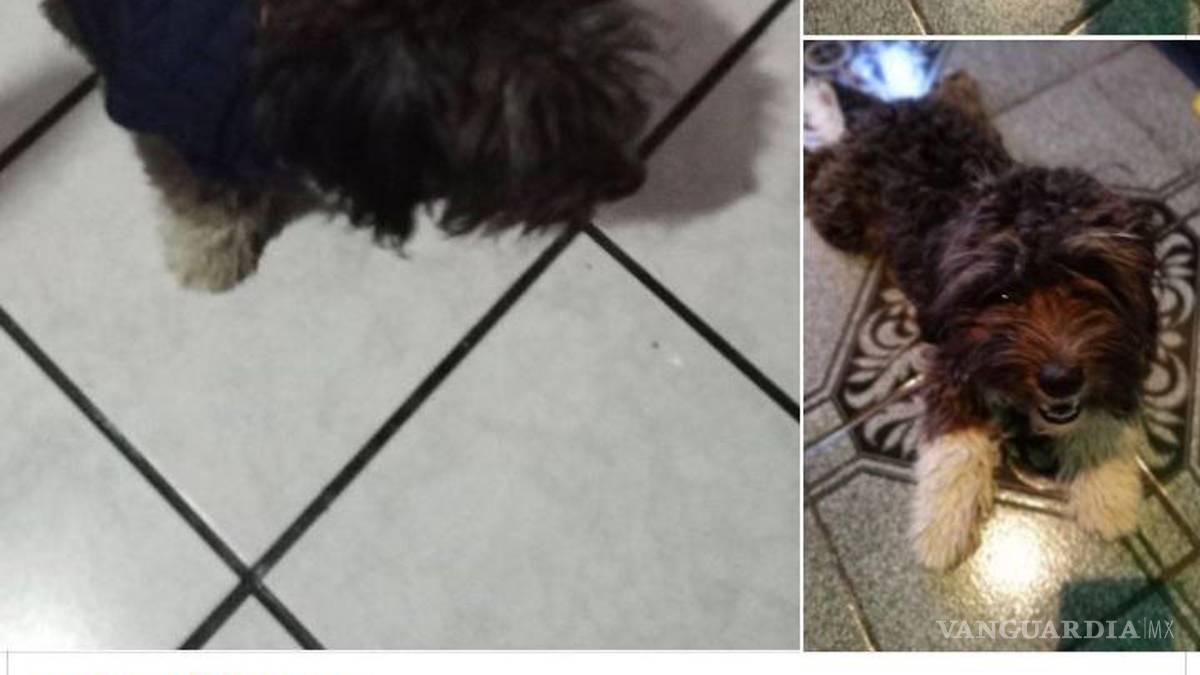 A dos días de Noche Buena continúa búsqueda de cachorros que huyeron por pirotecnia en Saltillo