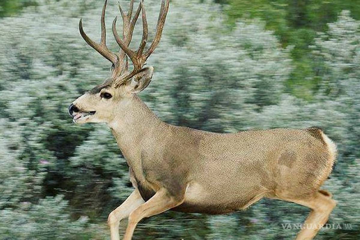 Pumas, venados, coyotes, y especies en peligro de extinción viven en el área del siniestro en la Sierra de Arteaga